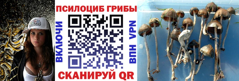 купить  цена  Георгиевск  Псилоцибиновые грибы прущие грибы 